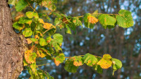 lípa strom leaves-3767524 1280